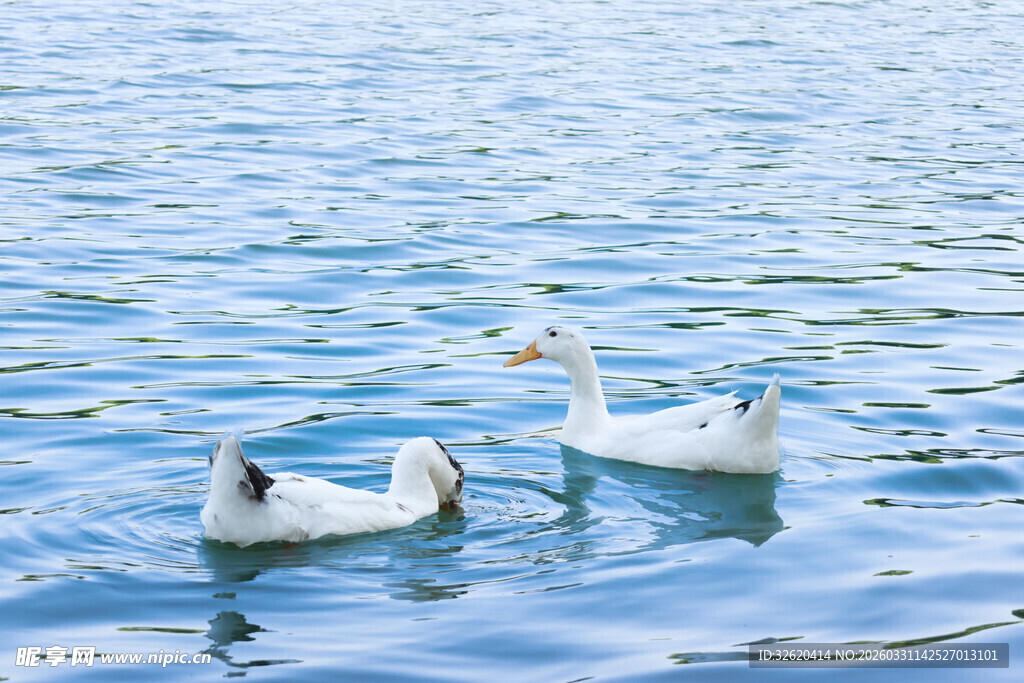 湖面上悠游的几只天鹅