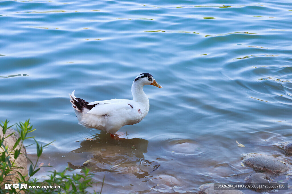 水边白鸭
