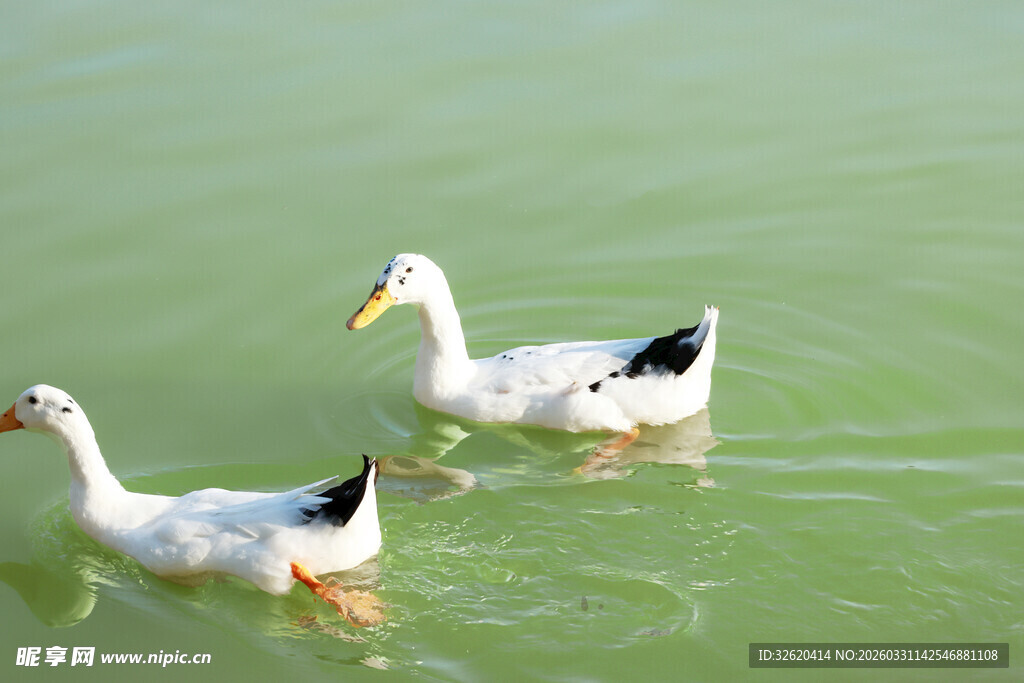 水中双鸭悠游