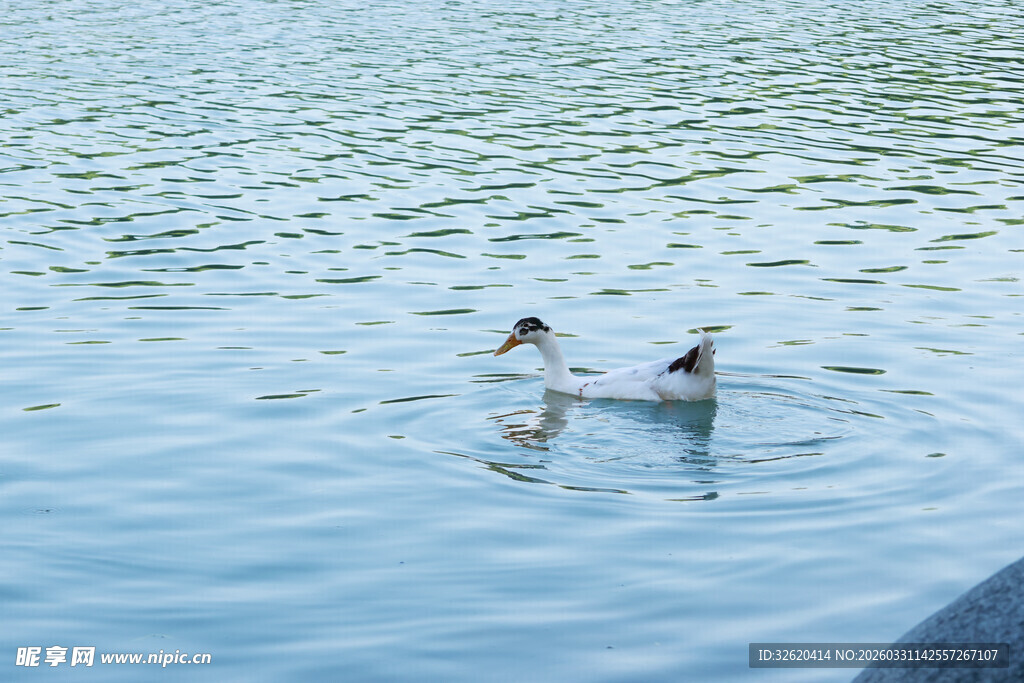 湖面上的两只游泳小鸟