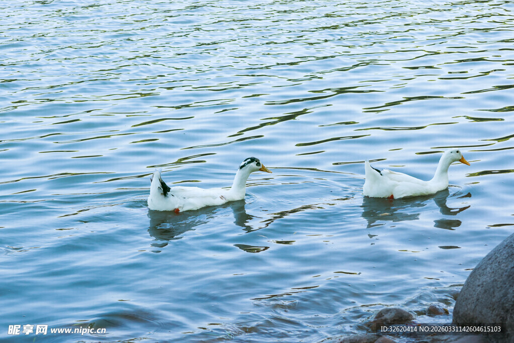 水面上的两只优雅天鹅
