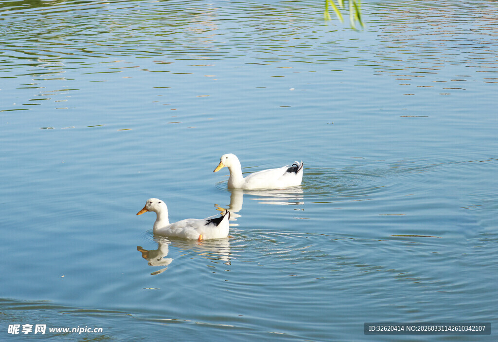 水中游弋的几只可爱鸭子