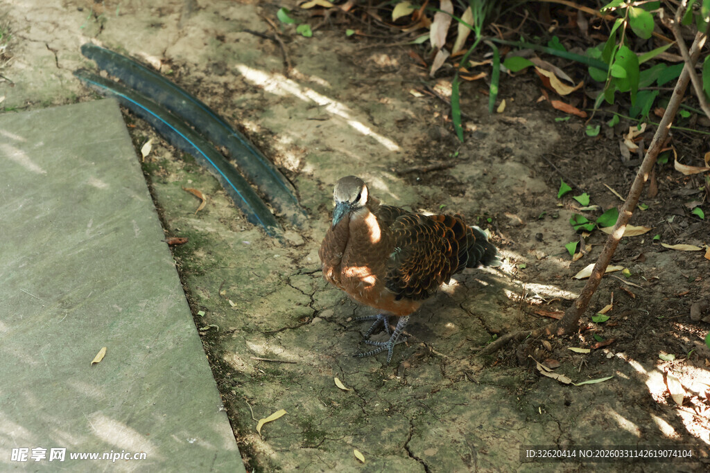 路边的漂亮孔雀