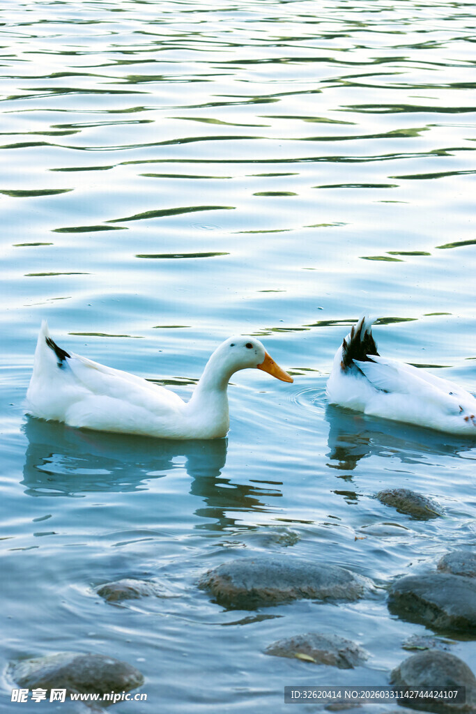 水中双鹅嬉戏图