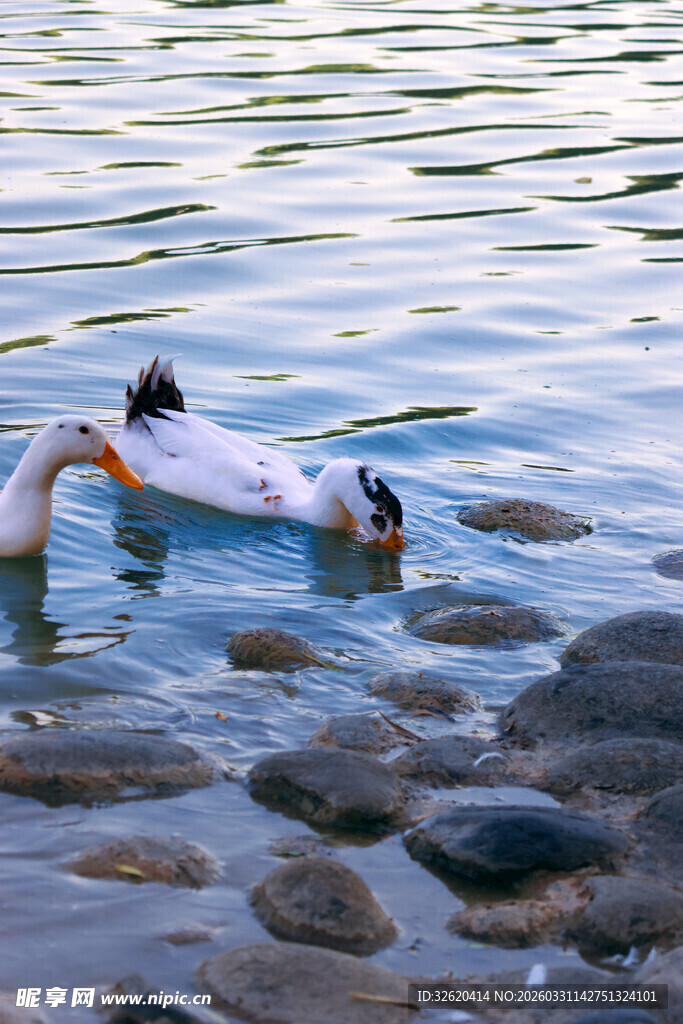 水中群鸭嬉戏于石旁