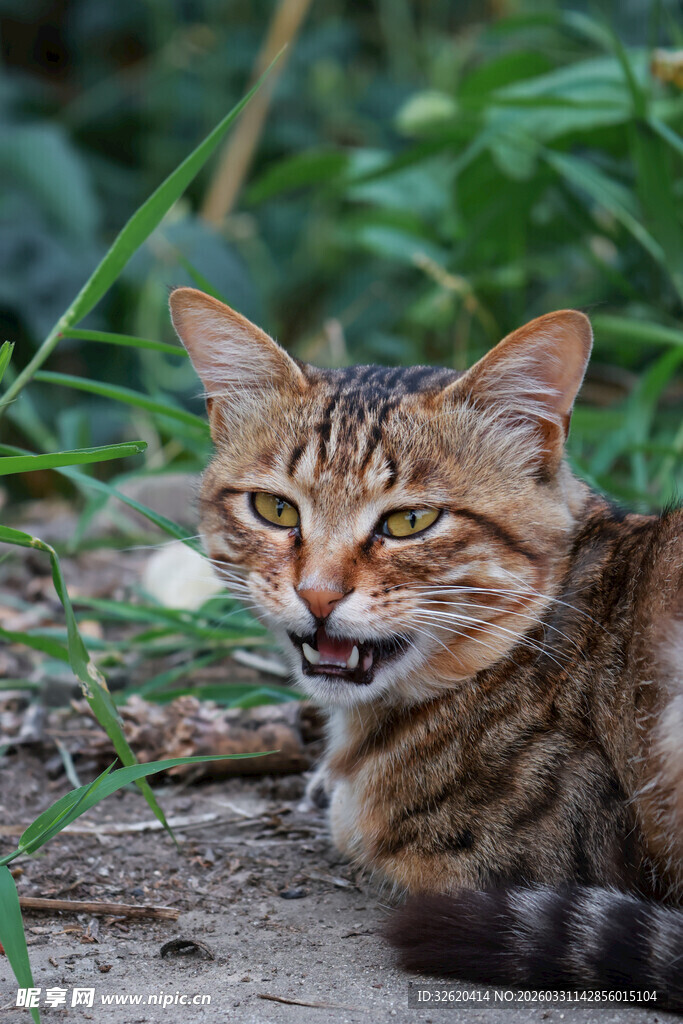 野外的条纹猫