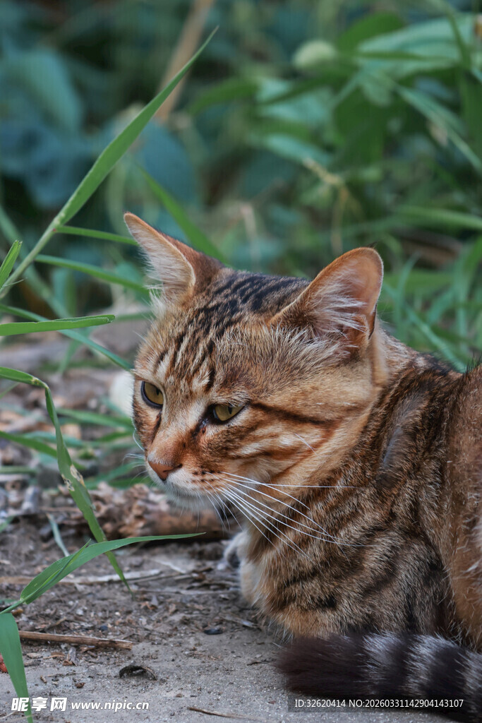 草丛中的斑纹小猫