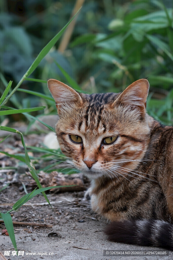 草丛中的狸花猫