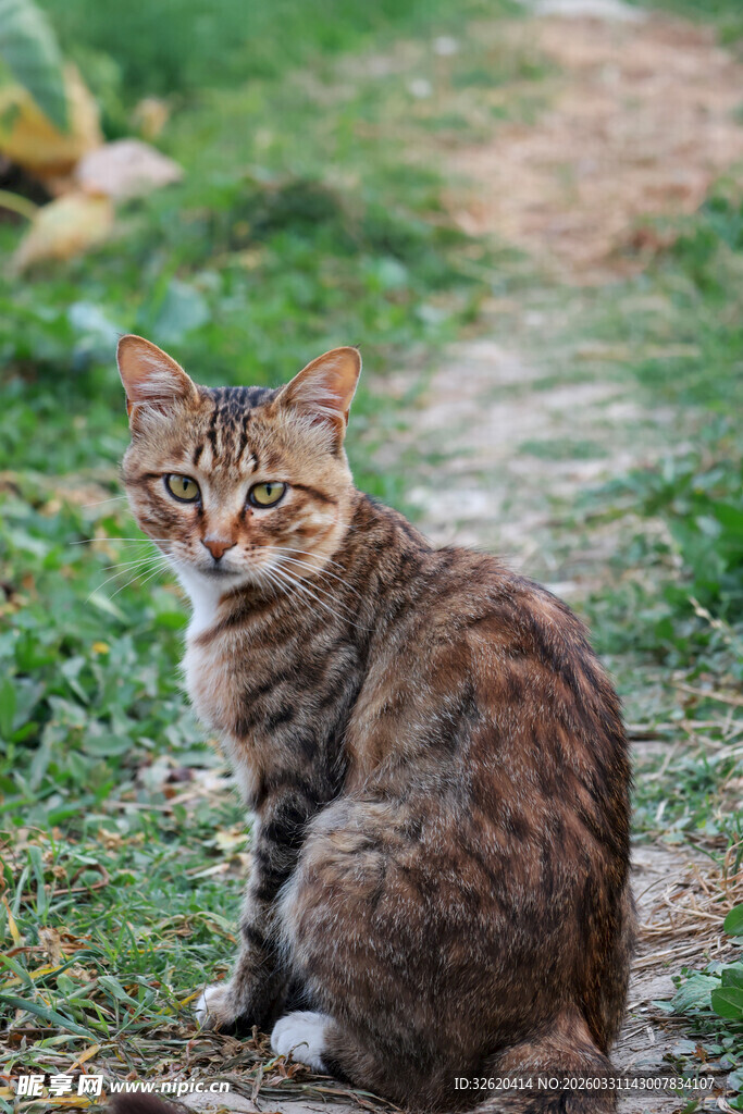 户外蹲坐的花纹猫咪