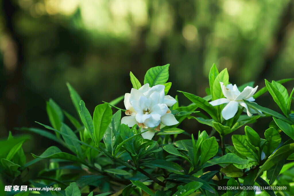洁白栀子花绽放绿叶间