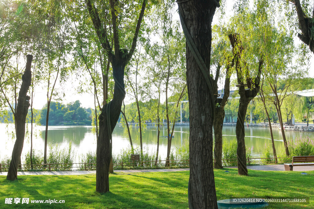 湖畔垂柳下的静谧绿地