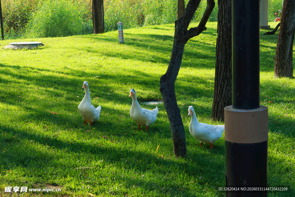 草地上的白鹅