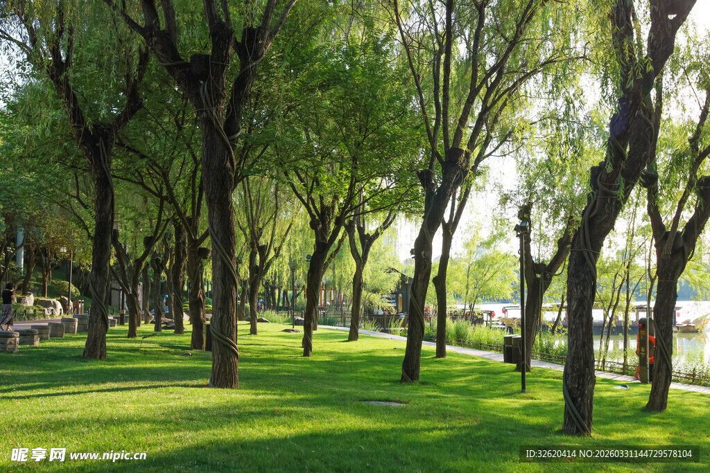 夏日林荫草地美景