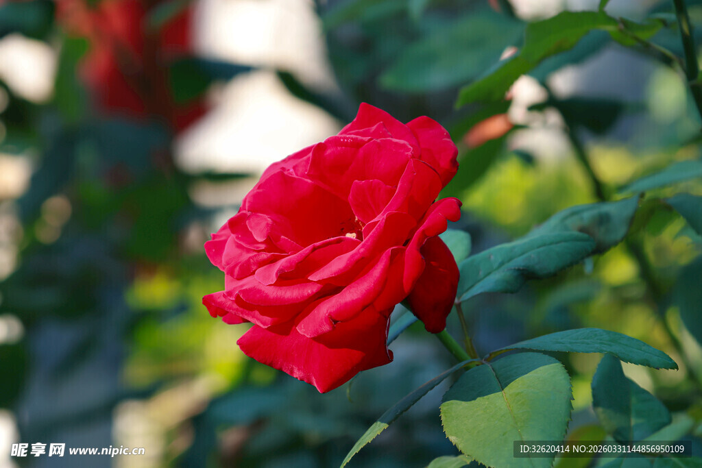 娇艳红玫瑰绽放绿叶间