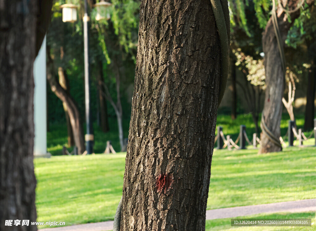公园中粗壮的树干与草地