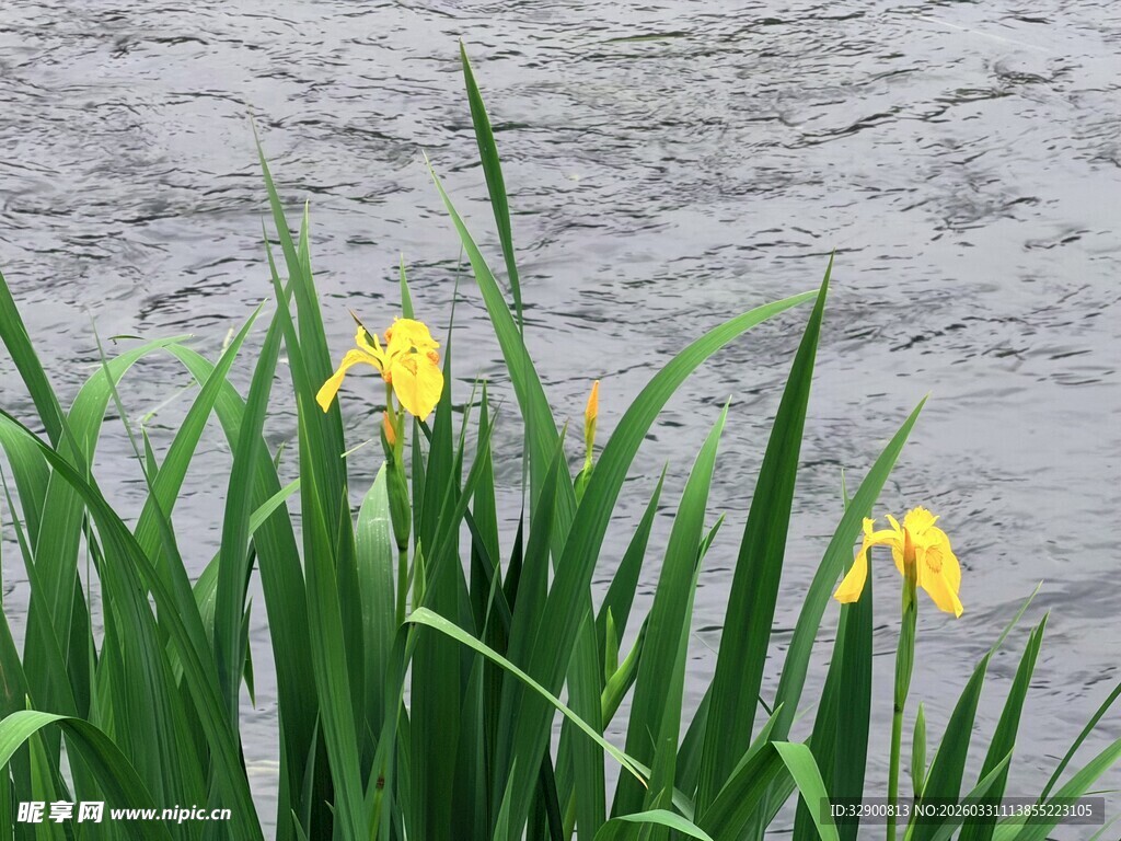 溪边绽放的黄色鸢尾花