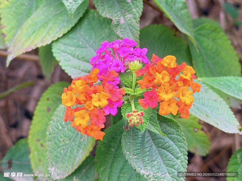 多彩马缨丹绽放绿叶间