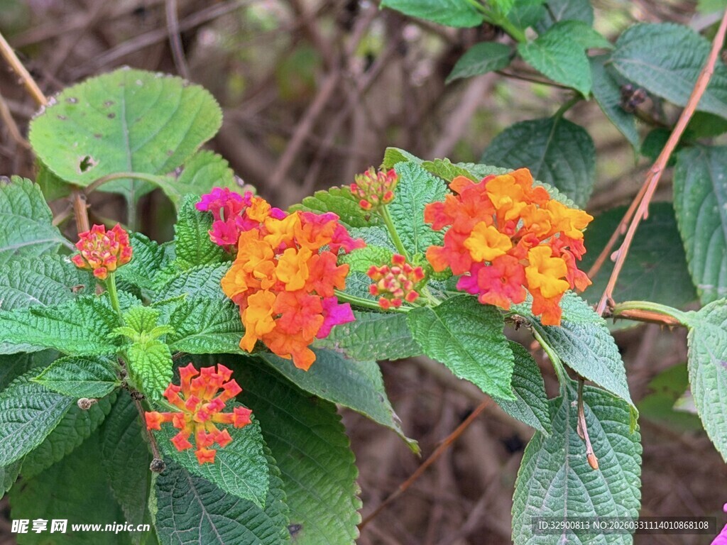 多彩马缨丹绽放绿叶间