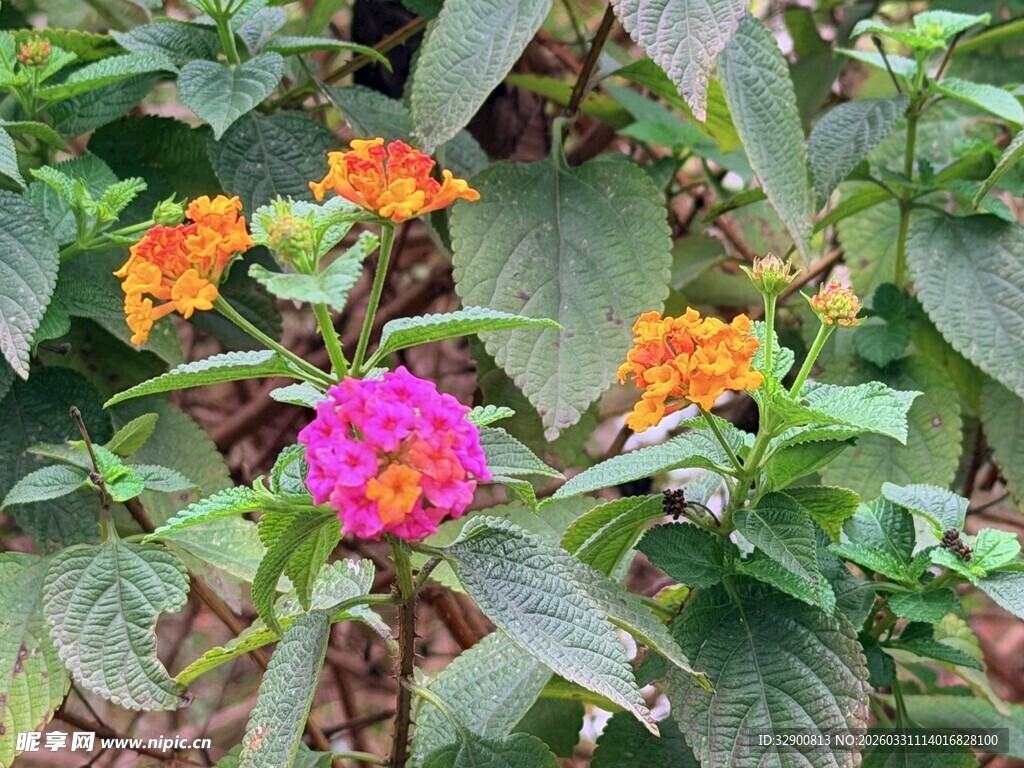 多彩花卉绽放绿意间