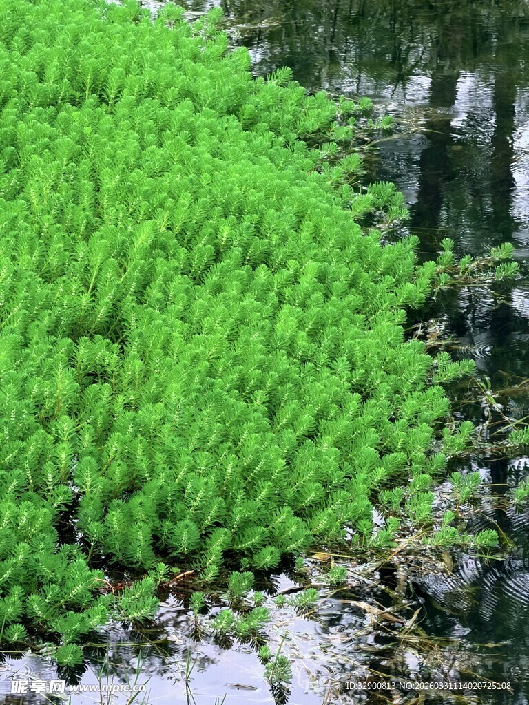 翠绿丛生植物景观