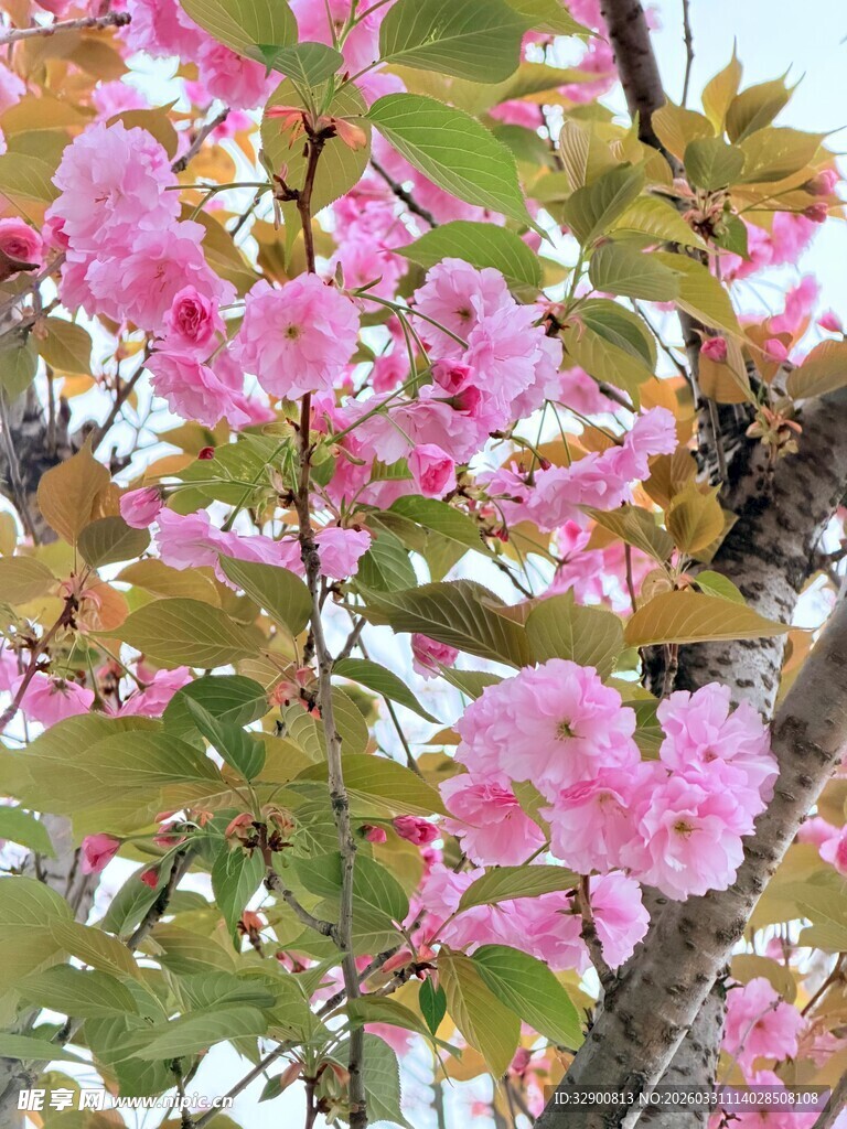 盛开的粉色樱花树