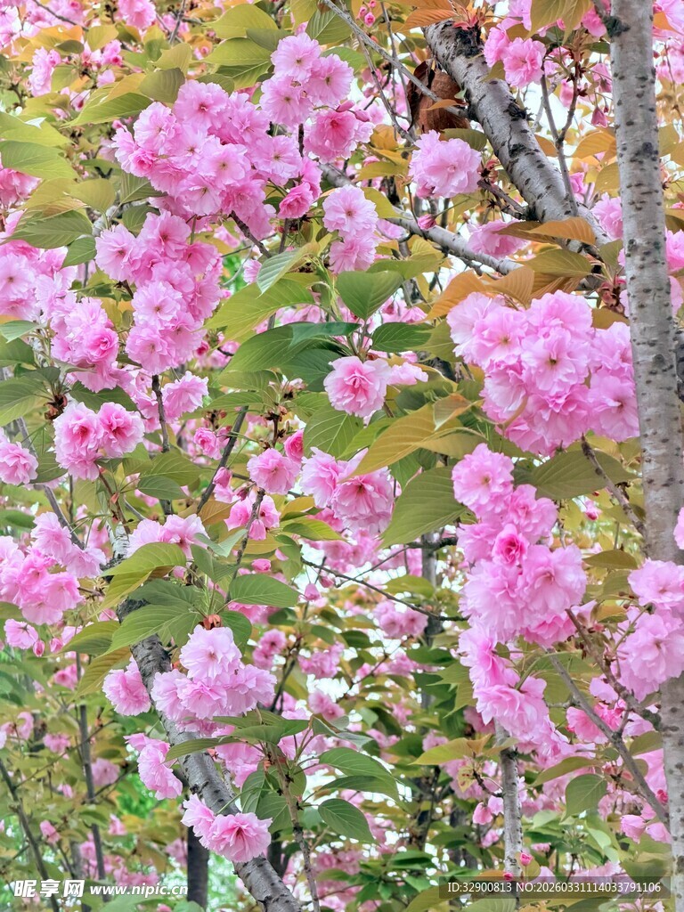 烂漫粉色繁花绽放枝头