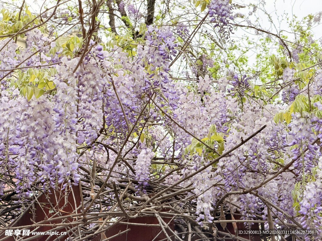 紫藤花绽放的美丽景致