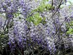 浪漫紫藤花绽放
