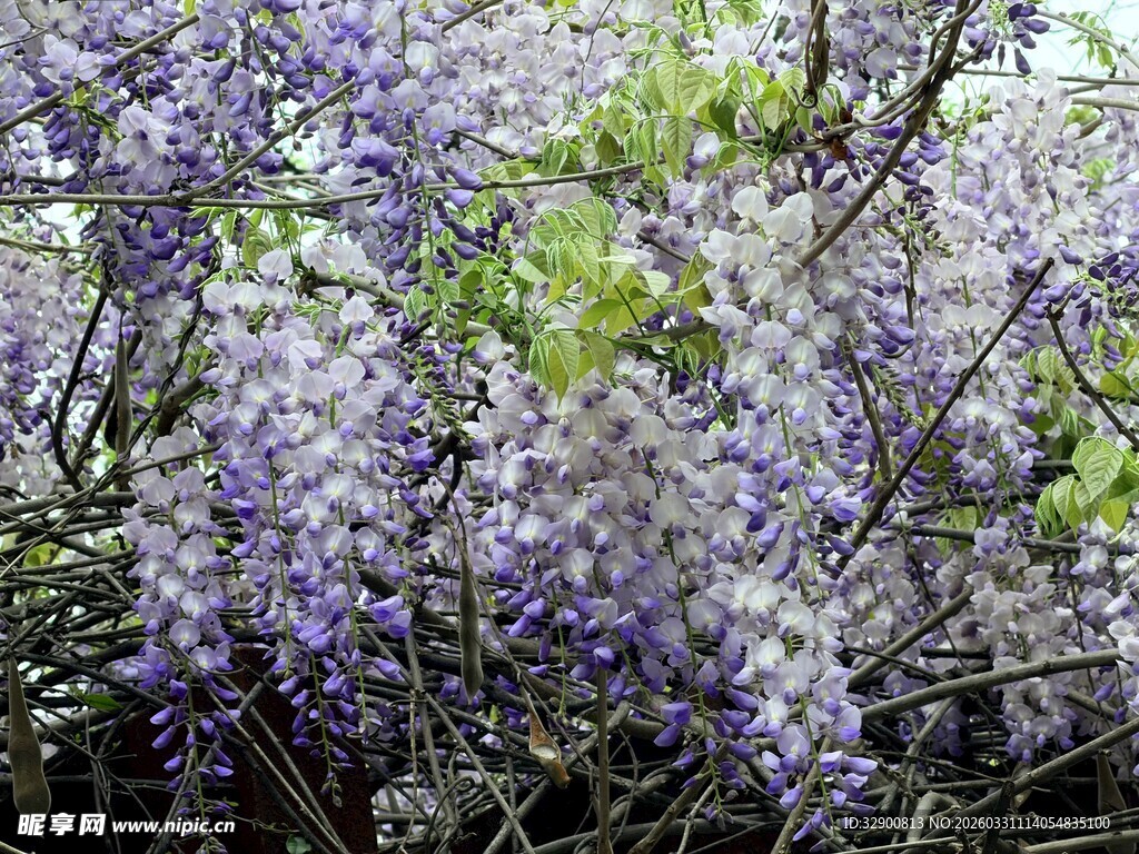 浪漫紫藤花绽放