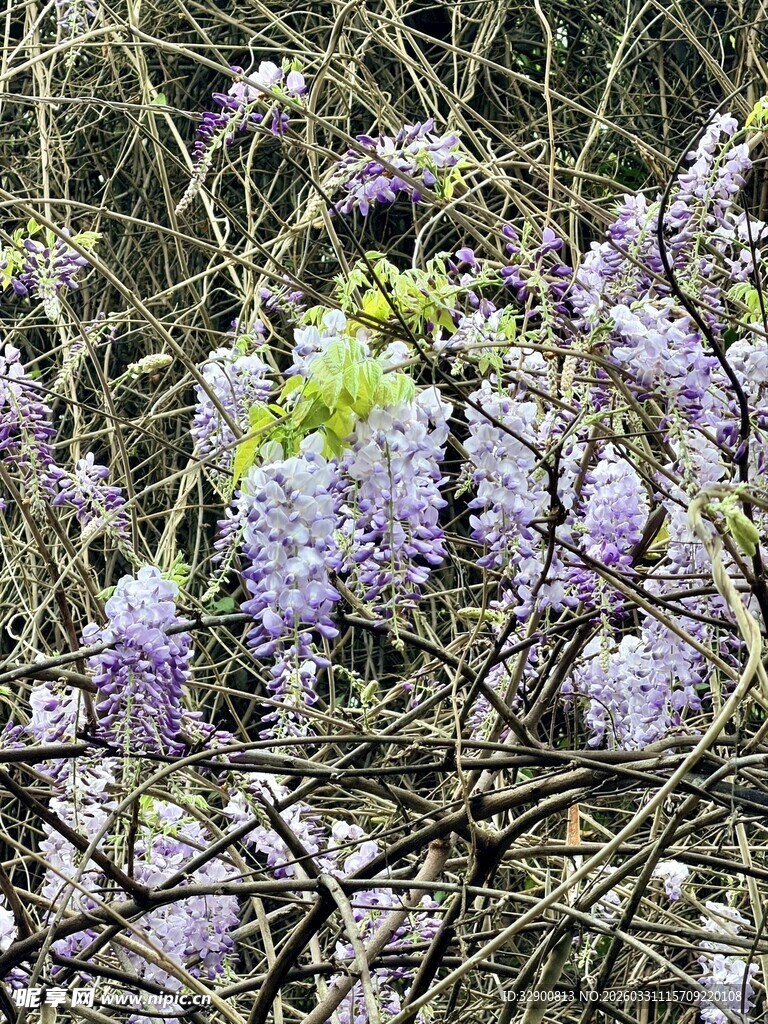 紫藤花绽放于繁茂枝间