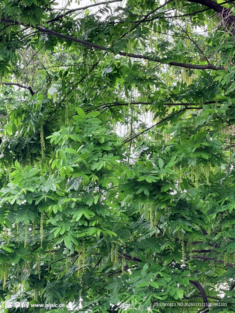 繁茂绿植展现自然生机