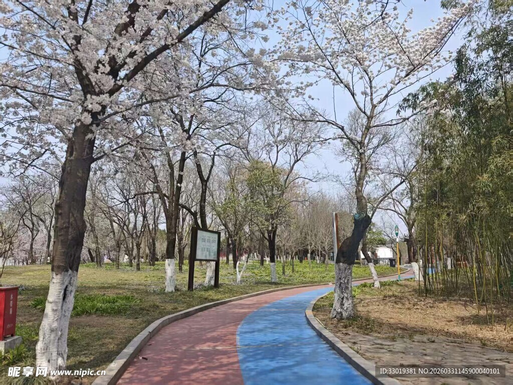 公园彩色步道旁树木林立