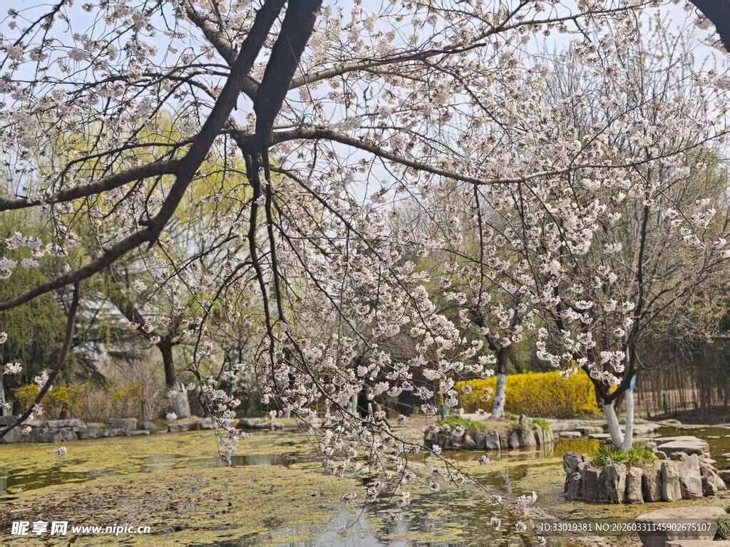 春日繁花盛开的园林景致