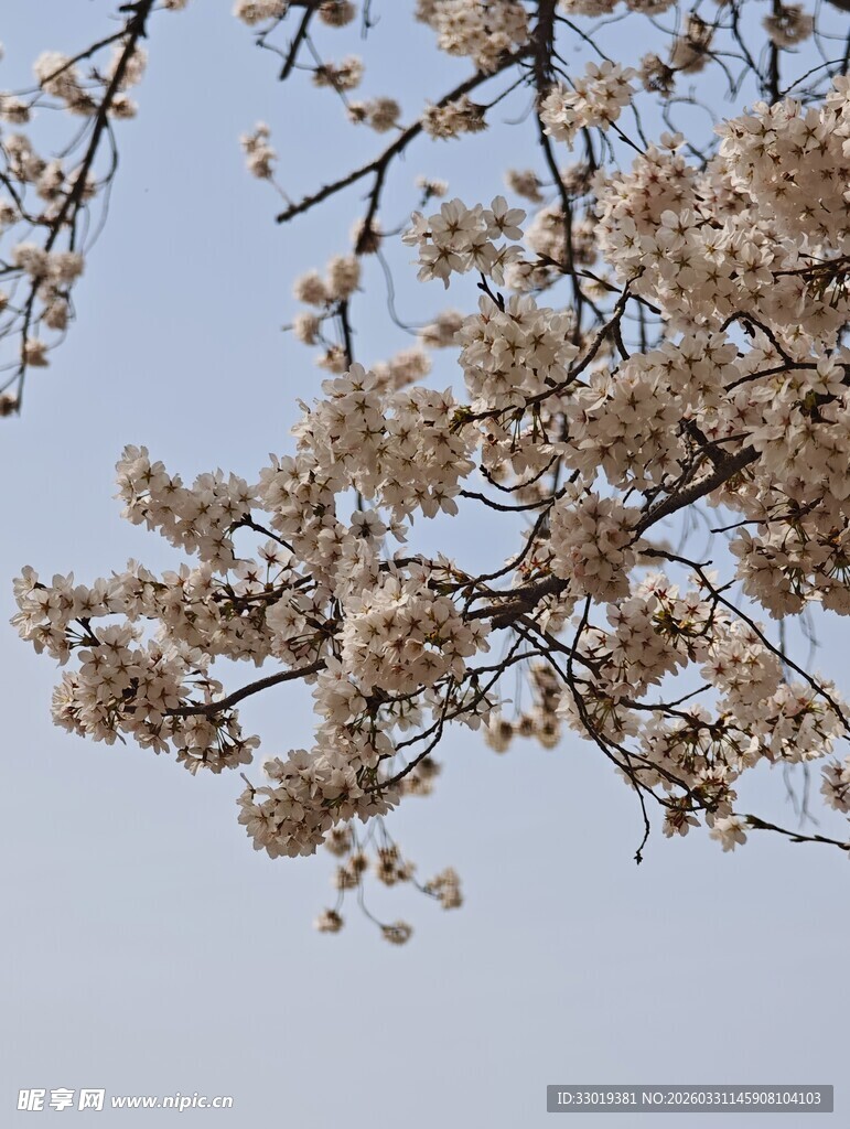 枝头繁花盛开 春日美好