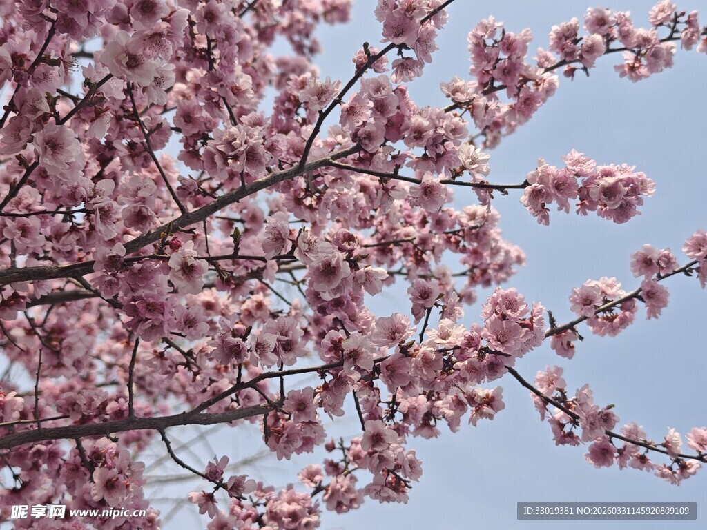盛开的粉色樱花树
