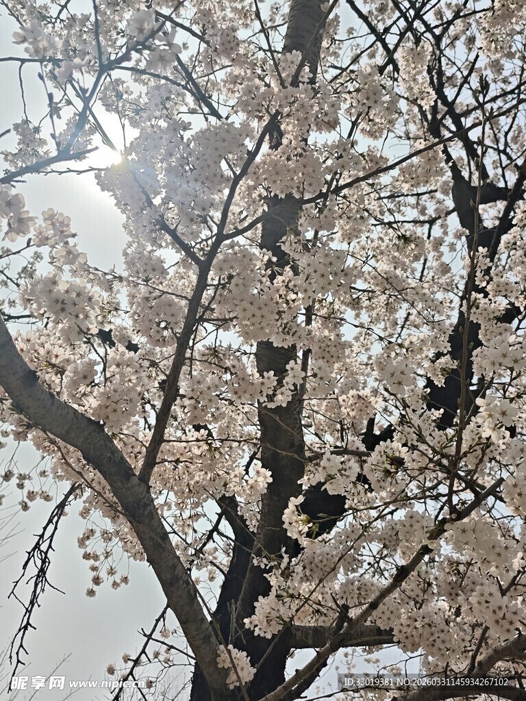 枝头绽放的美丽樱花