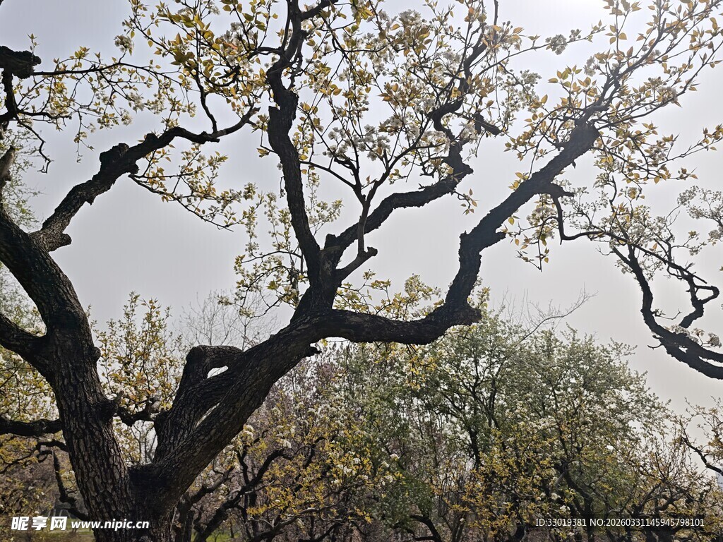 枝头繁花绽放的树木