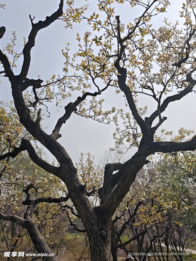 春日繁花满枝的老树