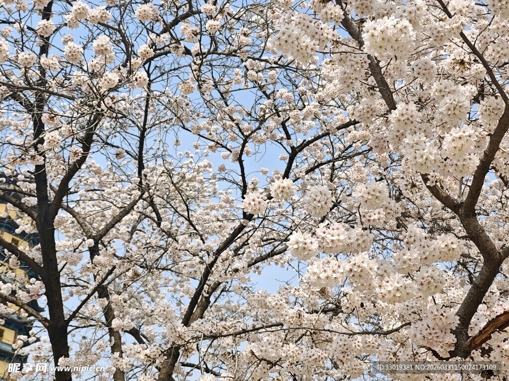 春日盛放的烂漫樱花树