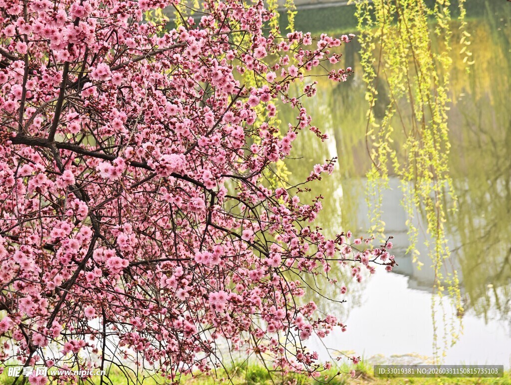 春日繁花绽放美景