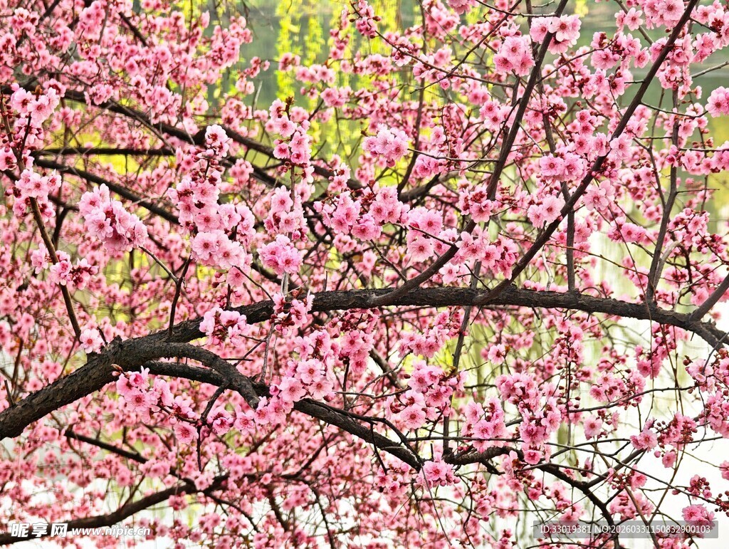 烂漫樱花枝头绽放