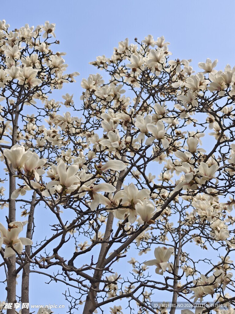 盛开的玉兰花树