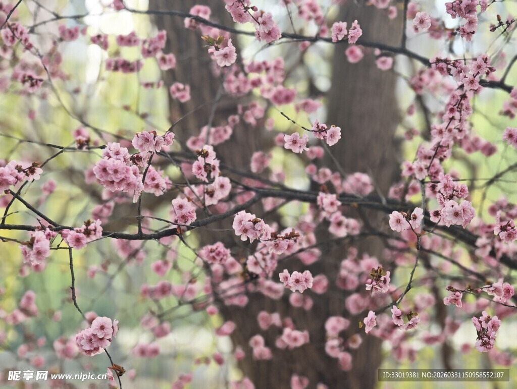 繁花满枝的烂漫桃树