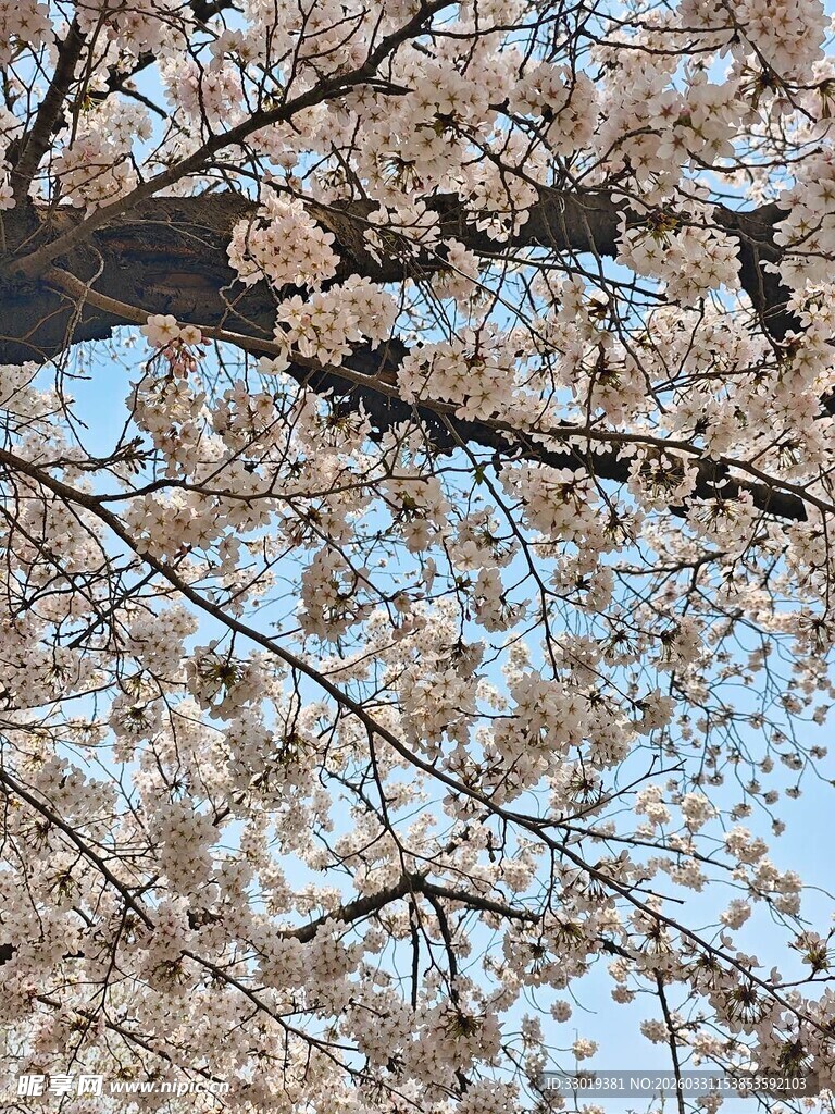 春日烂漫樱花枝头绽放