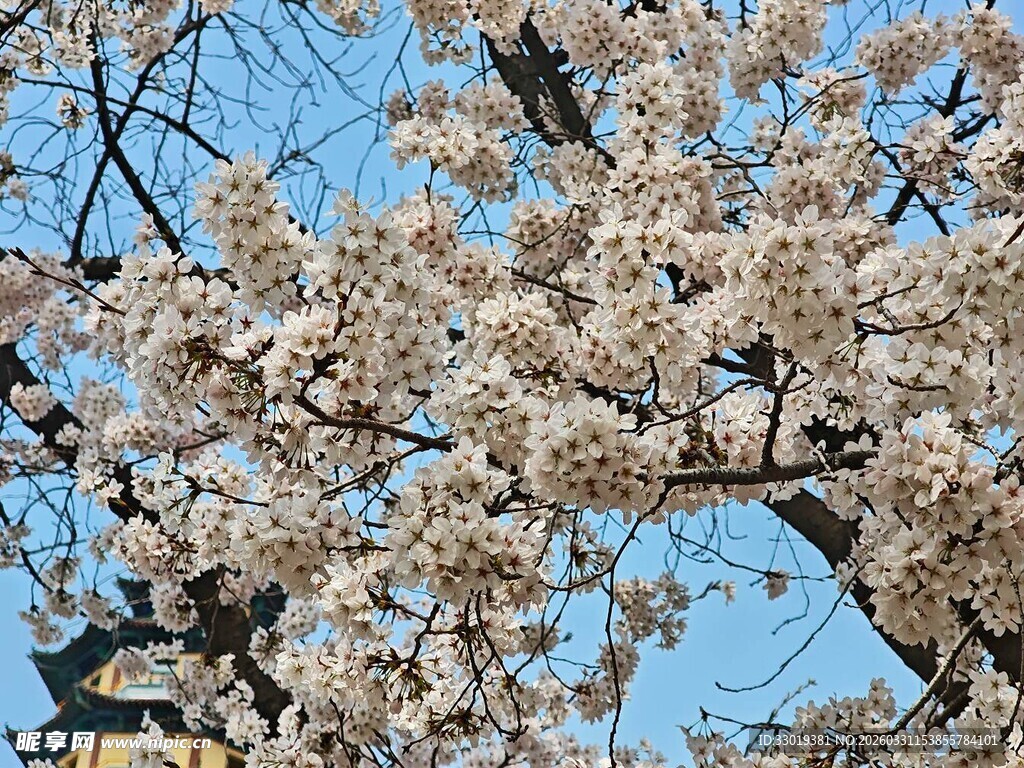 枝头绽放的烂漫樱花