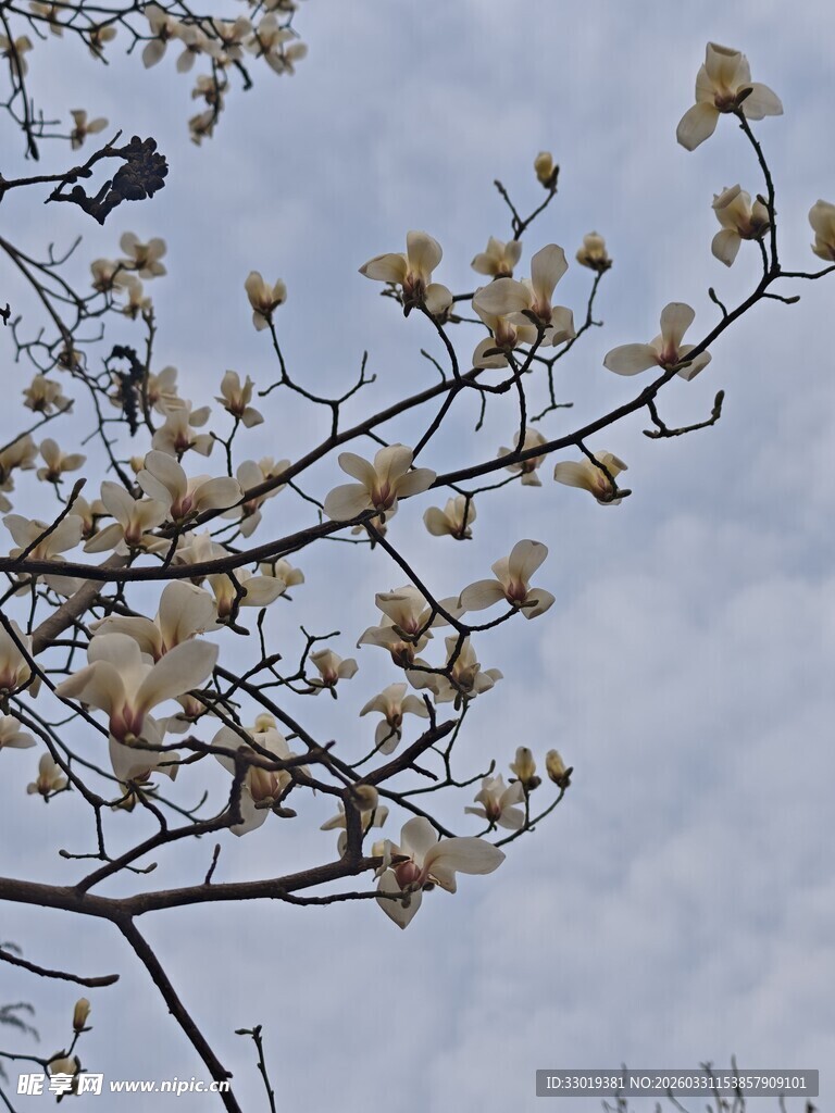 玉兰花枝绽放在天空下