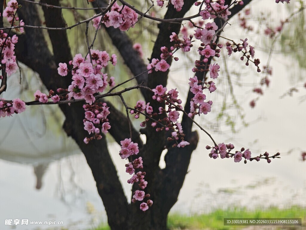 雨中绽放的粉嫩花枝