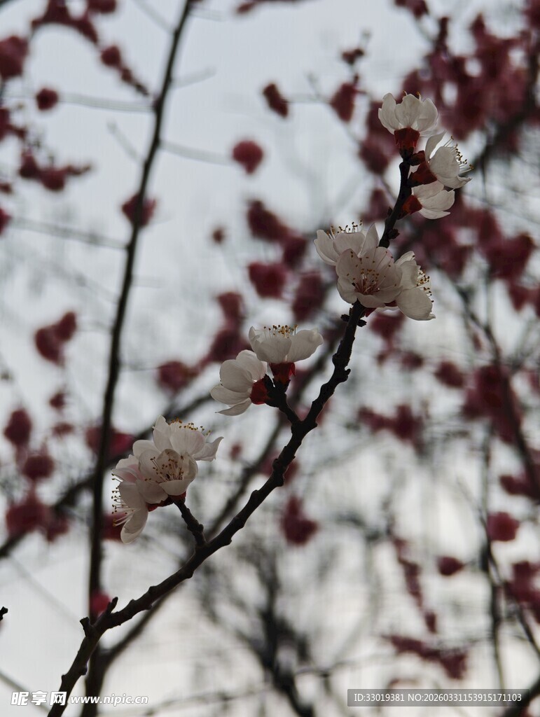 枝头绽放的素雅绒花