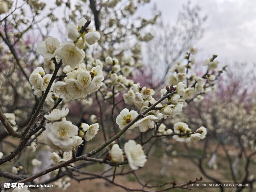 枝头绽放的洁白花朵