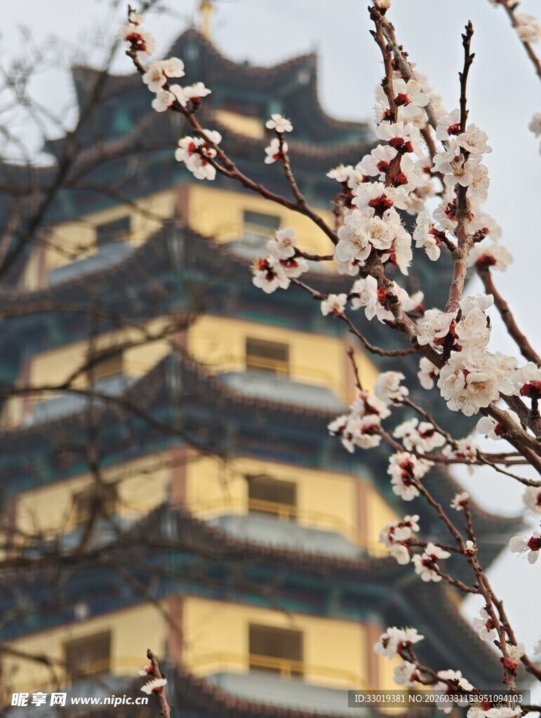 古塔旁绽放的烂漫春花